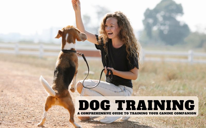 Dog Training